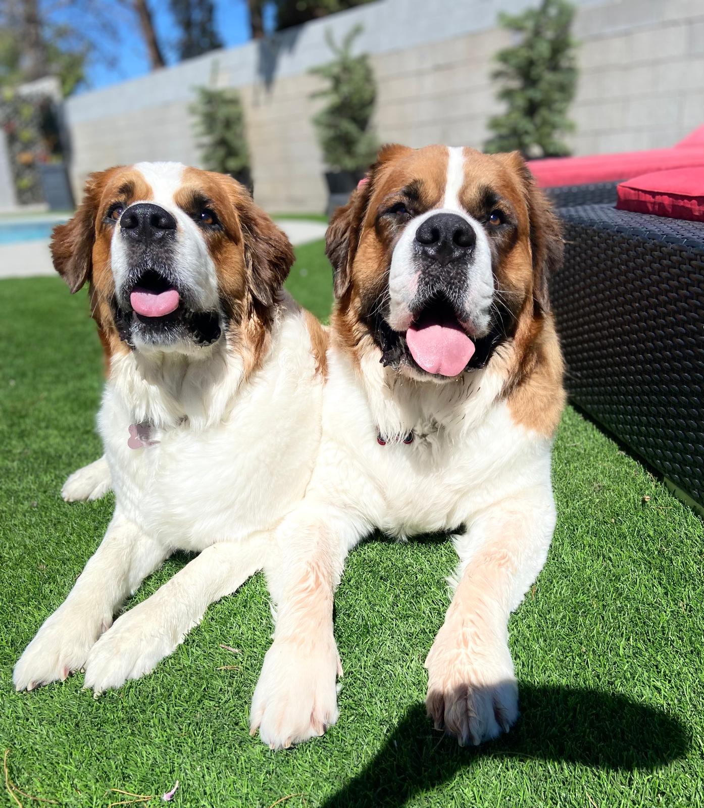 Sultan & Xena