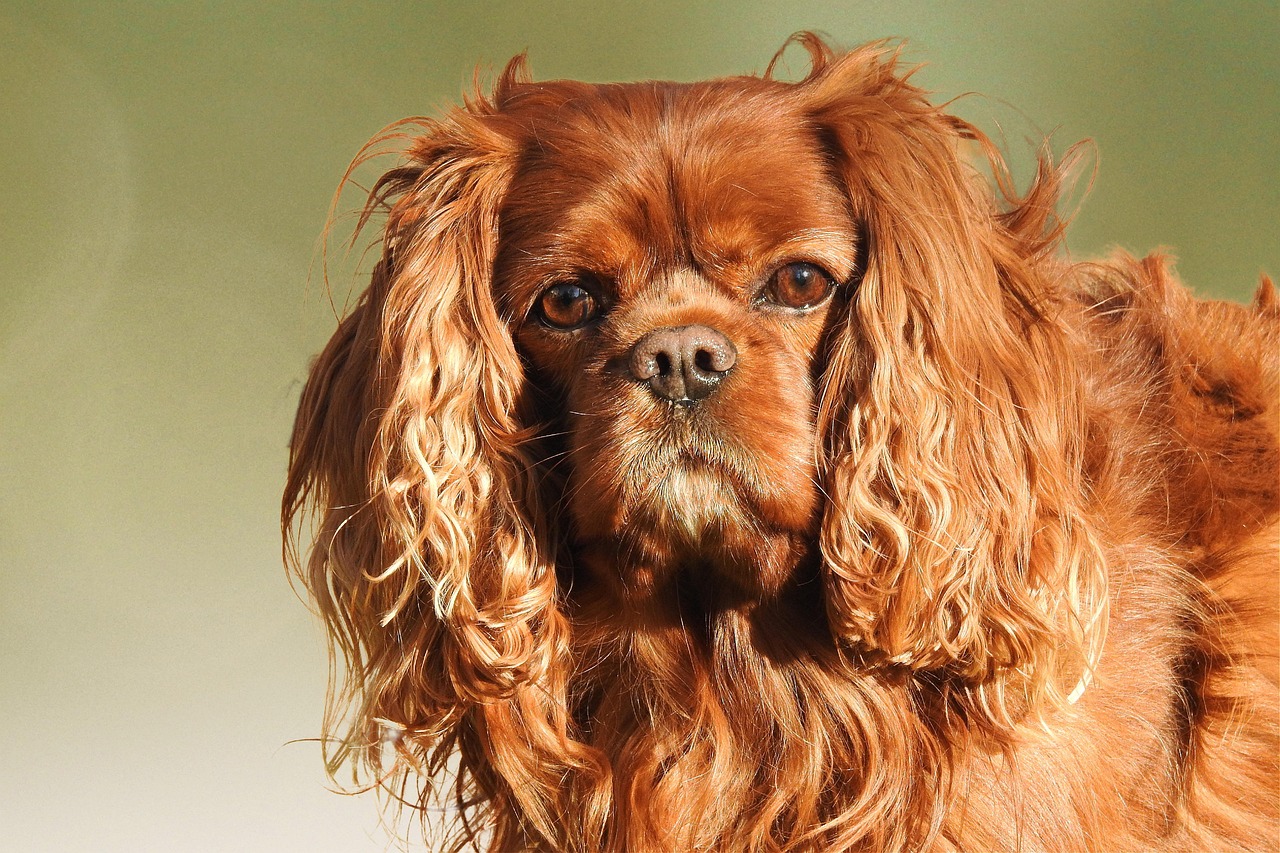 dog, cavalier king charles spaniel, fur, domestic animal, portrait, dog, dog, dog, dog, animal, dog, pet, cavalier king charles spaniel