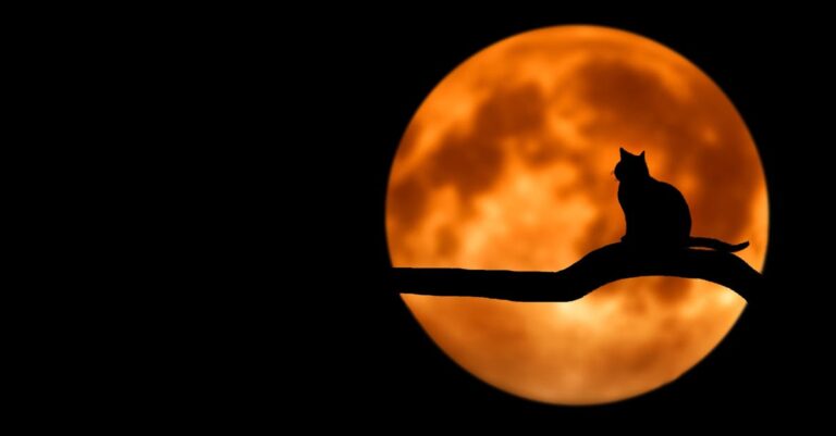 A silhouette of a cat sitting on a branch under a glowing full moon, creating an eerie night scene