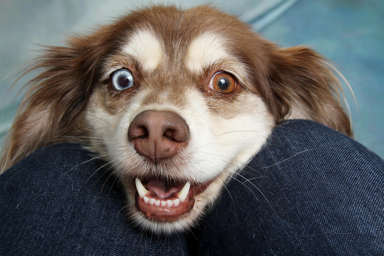 dog, pet, canine, animal, fur, snout, nature, mammal, dog portrait, animal world