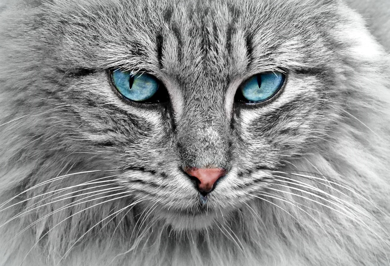 cat, animal, cat portrait, cat's eyes, nature, pet, fur, domestic cat, close up, head, cat face, animal world, portrait, face, animal portrait