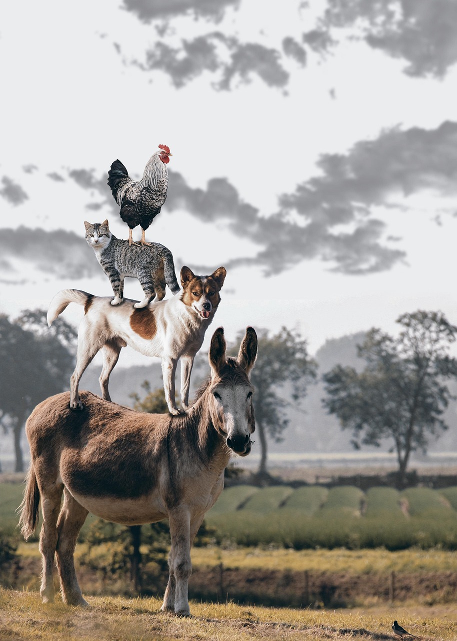 pile, animals, pet, fairy tale, bremen town musicians, donkey, dog, nature, cat, rooster, farm, animal, fable, fantasy