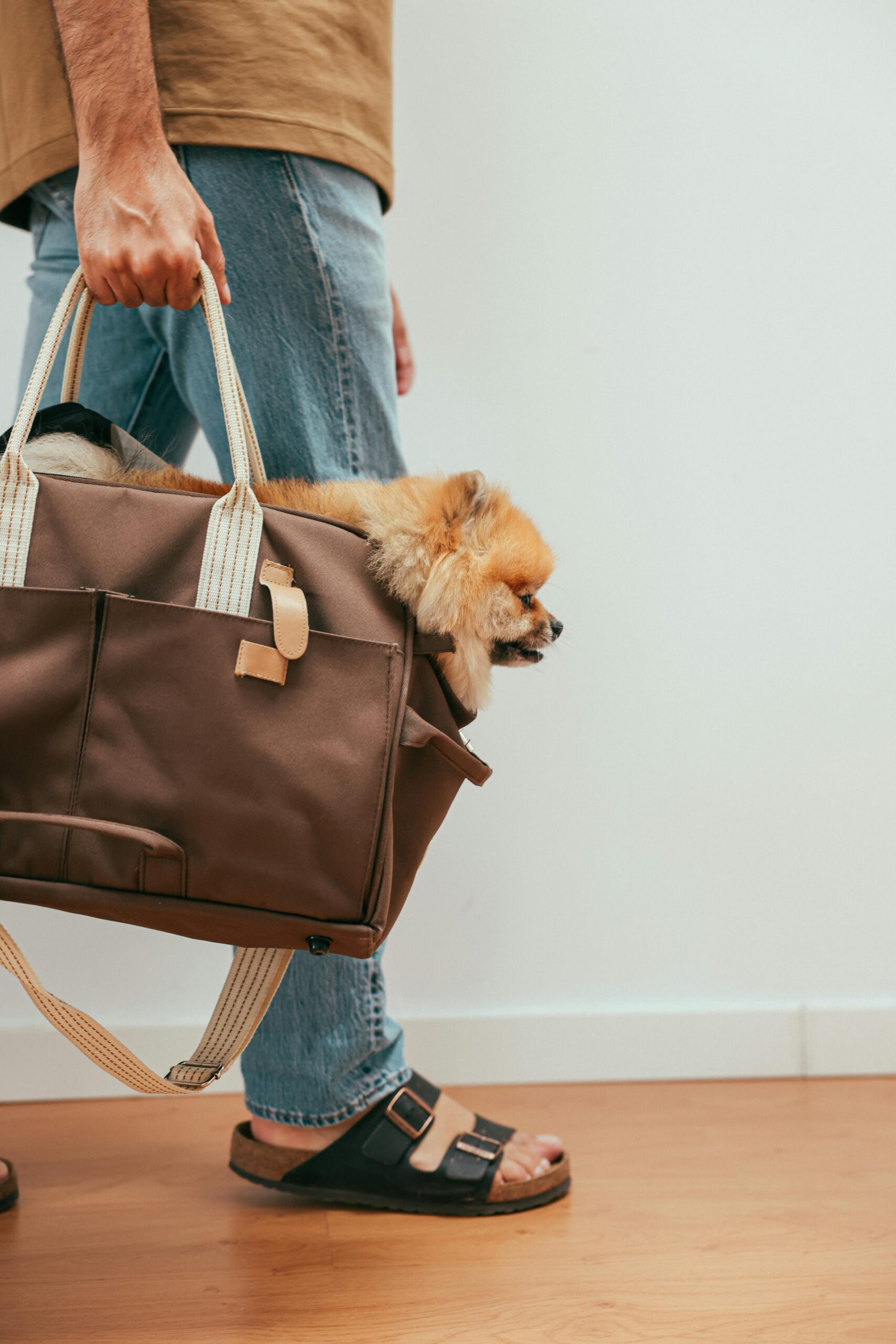 A man carrying a Pomeranian dog in a brown bag while walking indoors. Casual and heartwarming.